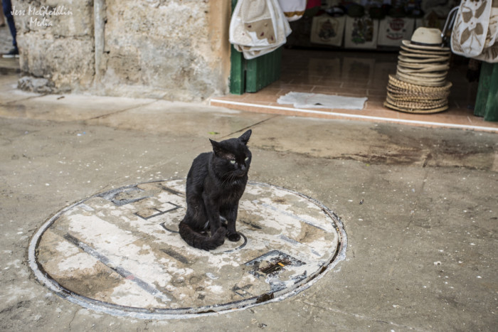 Street cat. Cuba, 2015.