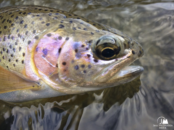 Rainbow trout caught while fly fishing in winter on Gallatin River, Montana.