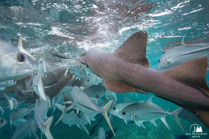 Jess McGlothlin Media. Belize photography. Snorkeling with nurse sharks, fish and rays at Shark Ray Alley in Belize. 