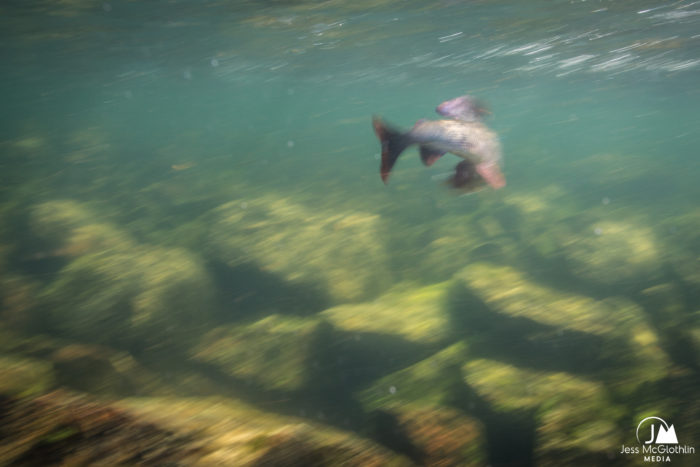 Jess McGlothlin Media. Underwater image of a grayling in a river in Lapland, Sweden, caught while fly fishing.
