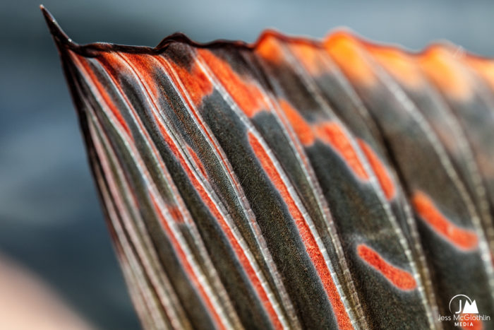 Jess McGlothlin Media. Macro close-up shot of a grayling fish fin in sunlight. Fly fishing trip to Swedish Lapland, July 2018. Grayling, brown trout and pike.