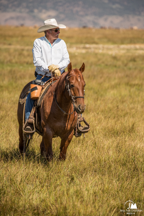 Jess McGlothlin Media. Dwayne, a ranch photographer, sits on a red roan horse while rounding up cattle in a field. Hunewill Ranch, California.