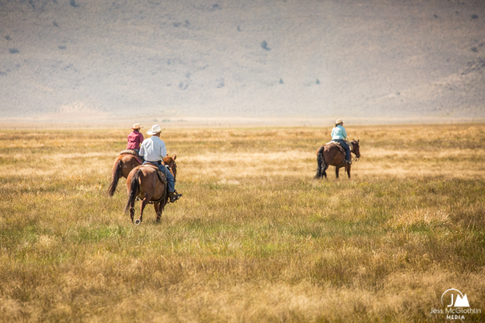 Jess McGlothlin Media. Cowboys and cowgirls lope across a field while gathering cattle. Hunewill Ranch, California.