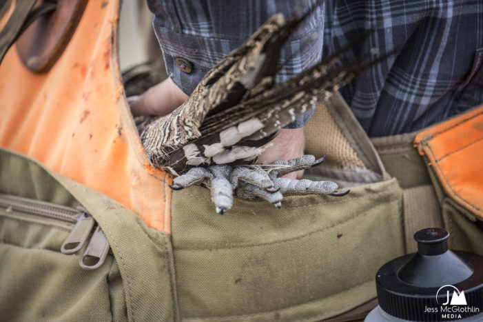 Jess McGlothlin Media. An upland hunter places a sage grouse into his game bag. Eastern Montana.
