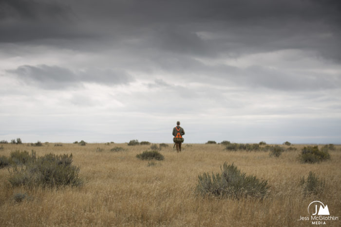 Jess McGlothlin Media. Man walking into horizon on sagebrush field. Upland game hunters and dogs hunting for sage grouse and sharp-tailed grouse in eastern Montana, near Malta. 
