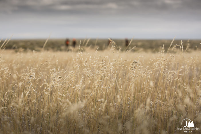 Jess McGlothlin Media. Detail of tall dried grass with hunters in the background. Upland game hunters and dogs hunting for sage grouse and sharp-tailed grouse in eastern Montana, near Malta. 