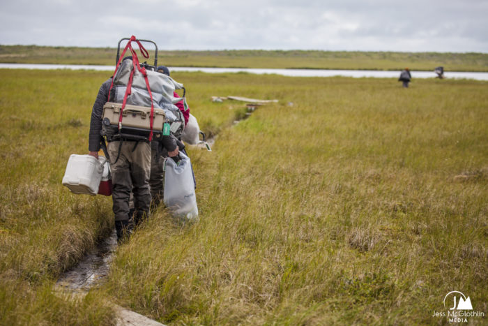 Alaskan fishing guides hauling gear on a frame pack across marshy tundra.